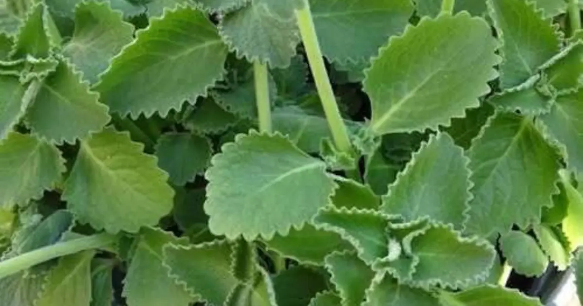 Just 1 oregano leaf per day and you won't suffer from any more...See more 👇
