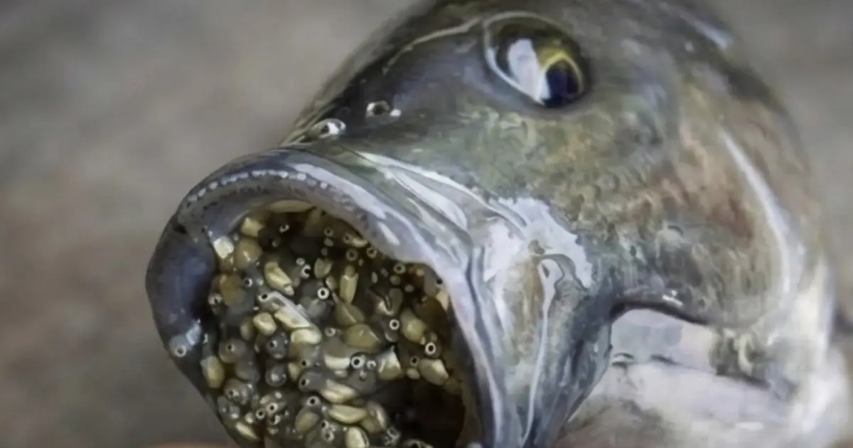 Think This Fish Is Always Healthy? Experts Say You Should Know This Before Eating It Again