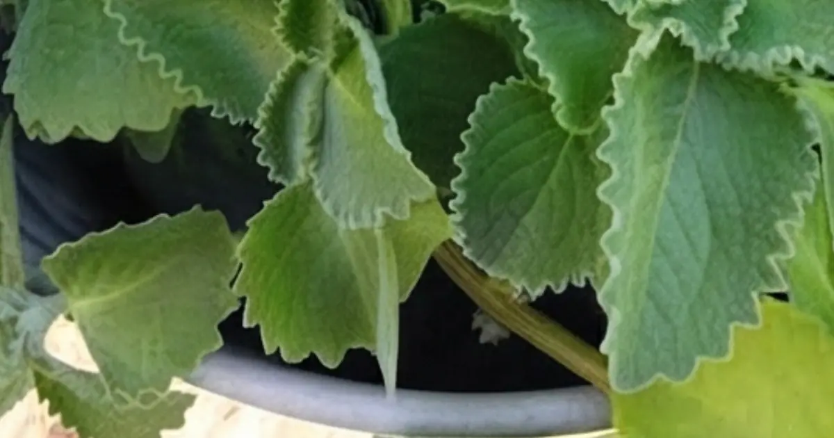 What Happens When You Eat 1 Oregano Leaf Every Day? The Answer May Surprise You