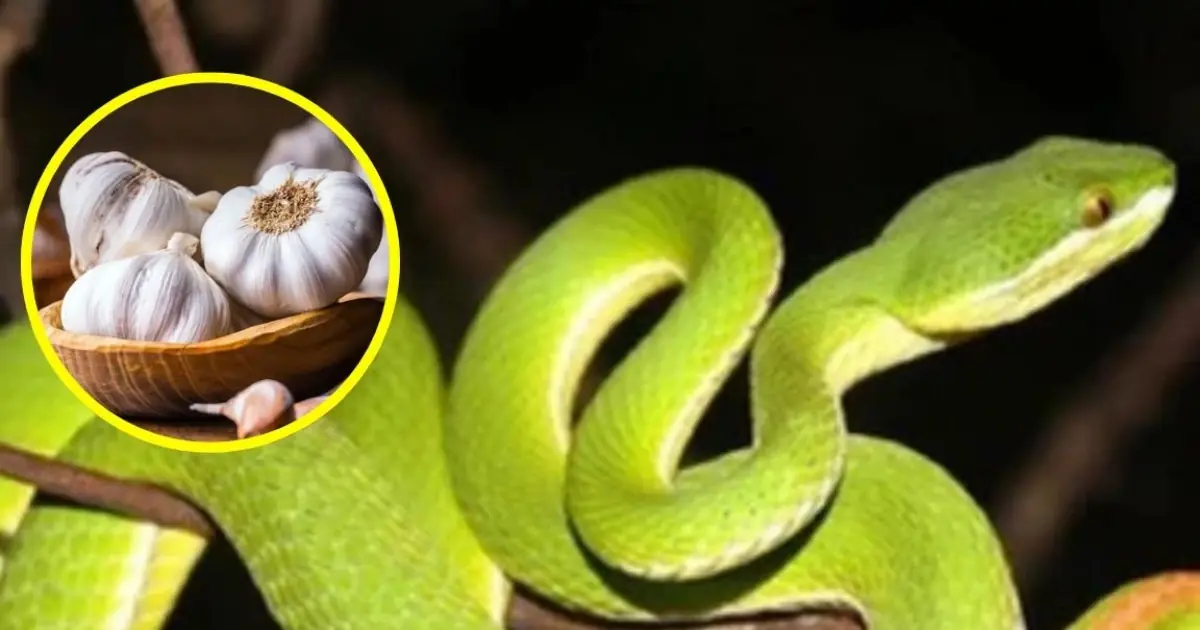 Want to Keep Snakes Away? 10 Scents You Can Try Around Your Home