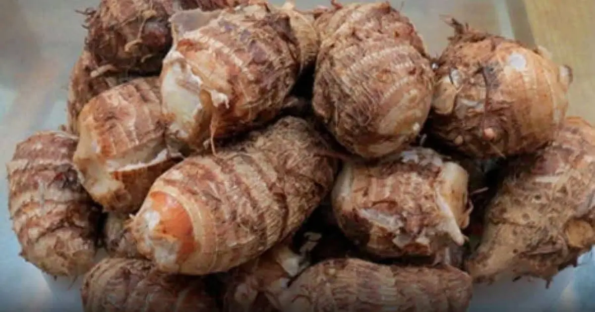 The Humble Root Vegetable Linked to a Remarkably Healthy Village