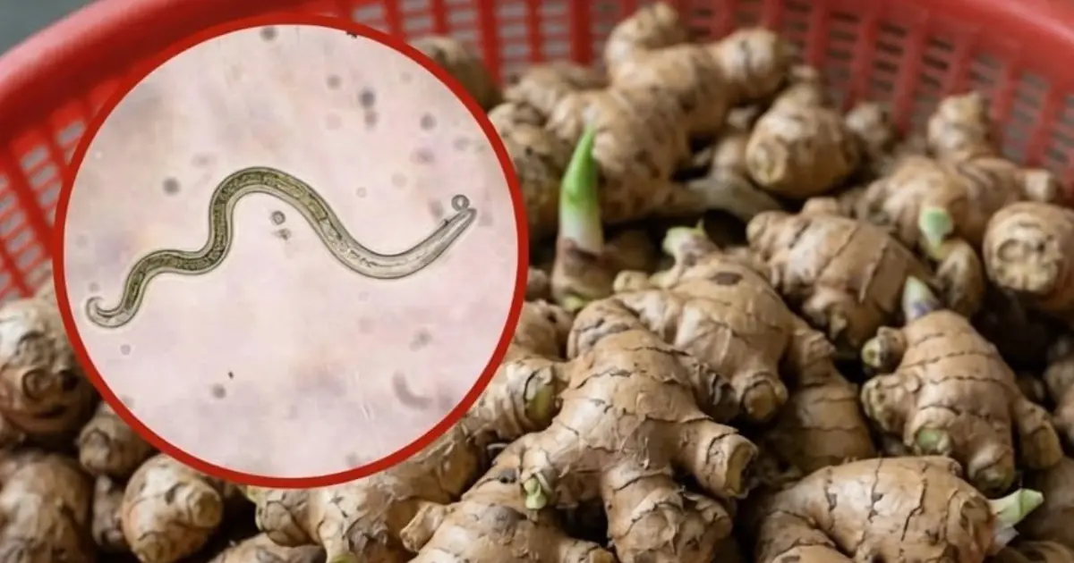 The Most Parasite-Contaminated Vegetable? Experts Warn About Hidden Risk