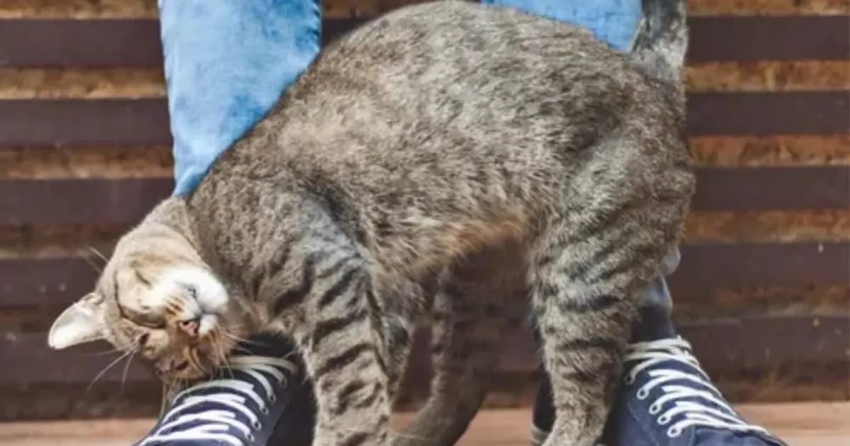 Why Cats Rub Against You: The Surprising Reasons Behind This Common Feline Behavior