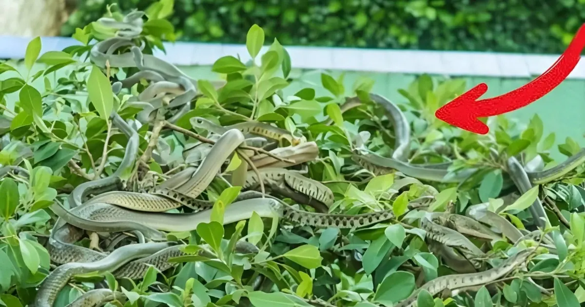 7 Common Garden Plants That May Attract Snakes to Your Yard