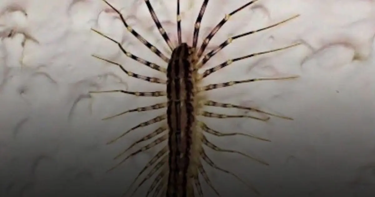 Meet the House Centipede: The Strange Bug You Should Think Twice Before Killing