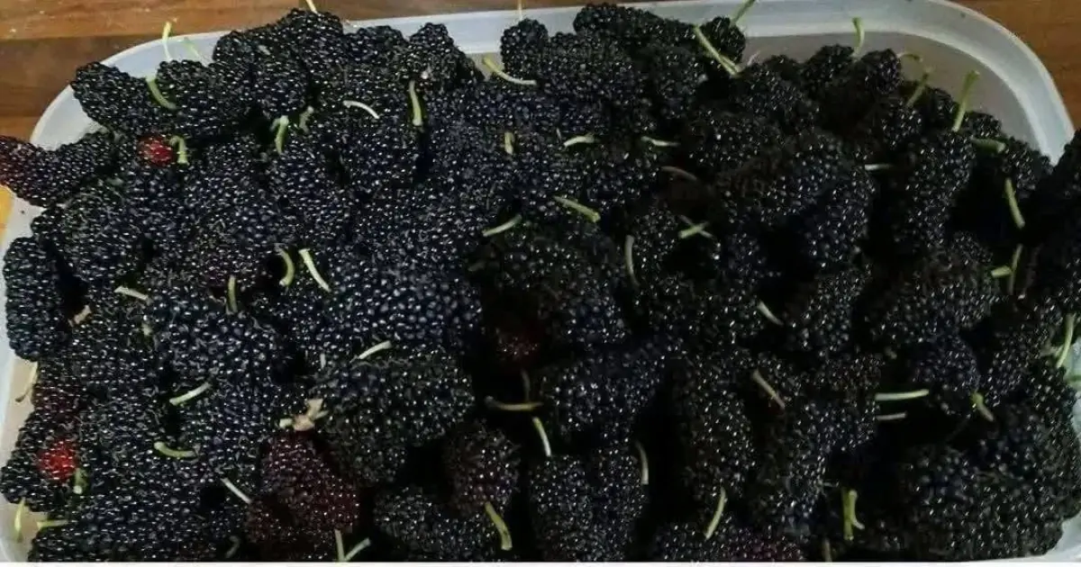 Have you ever tasted it? Do you know what it’s called?