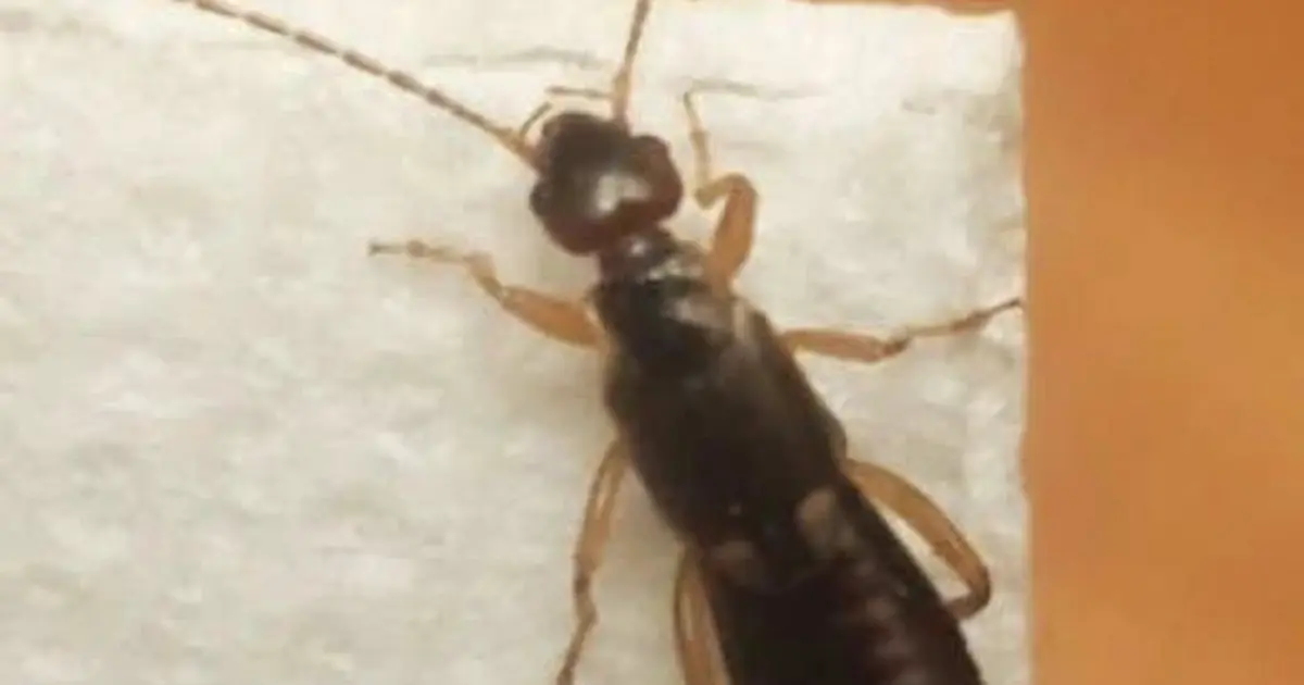 Found a Strange Bug at Home? Here’s What You Should Know About Earwigs