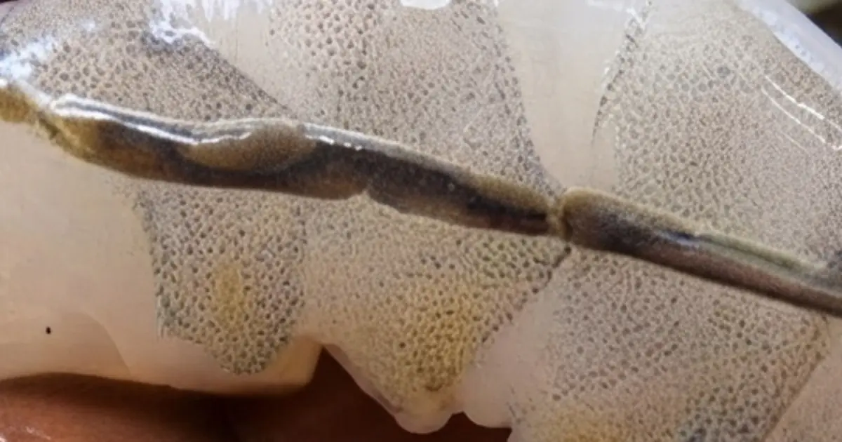 You’ve Probably Removed the “Vein” From Shrimp — But Do You Know What It Actually Is?