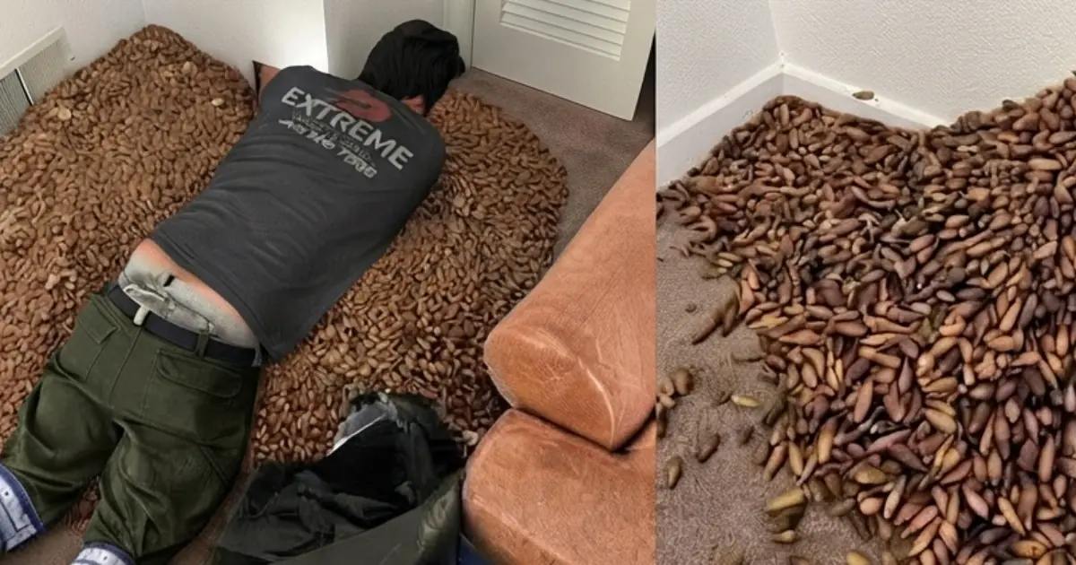 A man noticed a strong smell in his house — when he opened the wall, he found