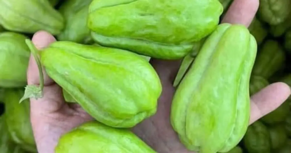 Doctors reveal that eating chayote causes .... See more 👇