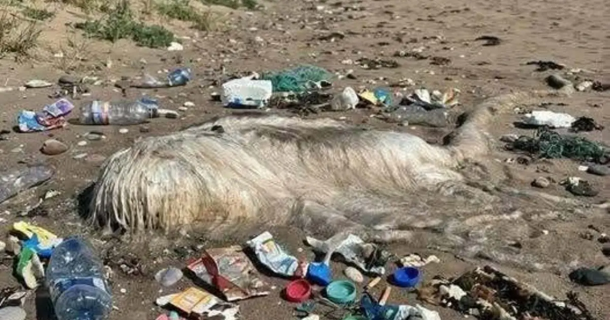 This Strange Creature Washed Ashore - Can You Guess What It Really Is?