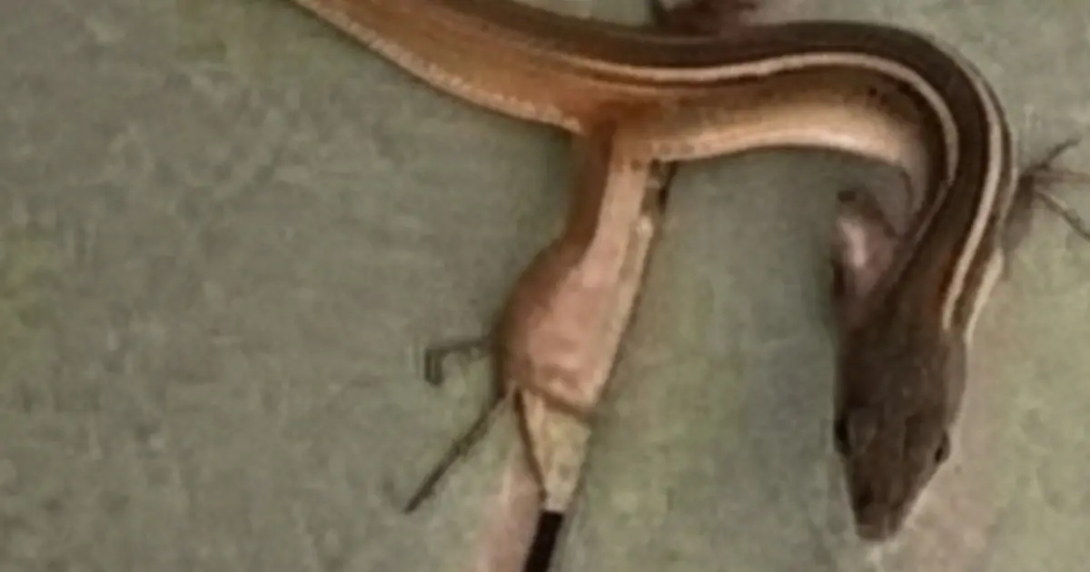 If This Snake Enters Your Home, There May Be a Reason Why… Here’s What You Should Know