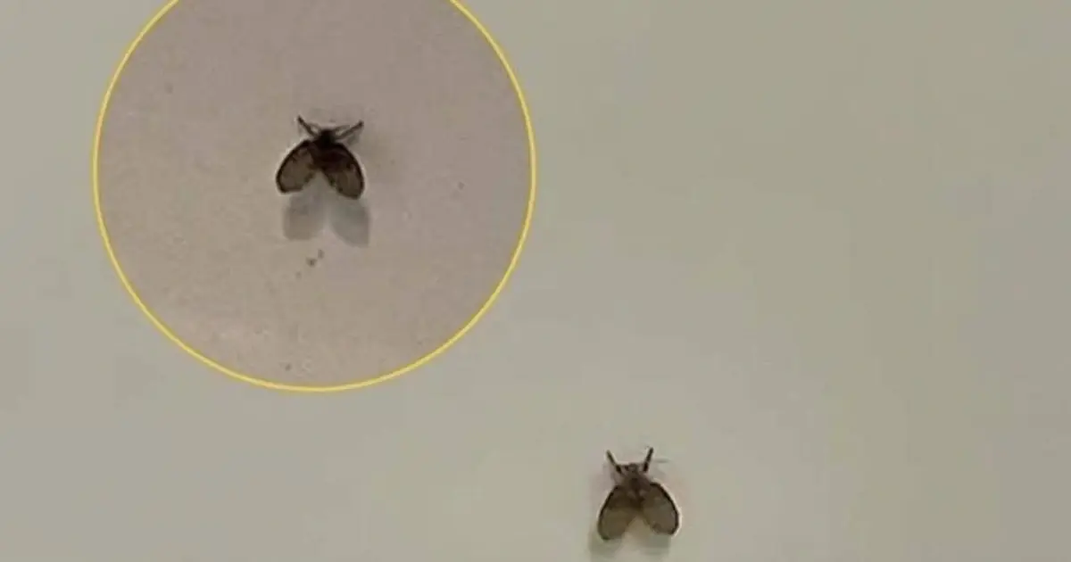 Tiny Flies in Your Bathroom? Here's What They Really Mean—and How to Get Rid of Them