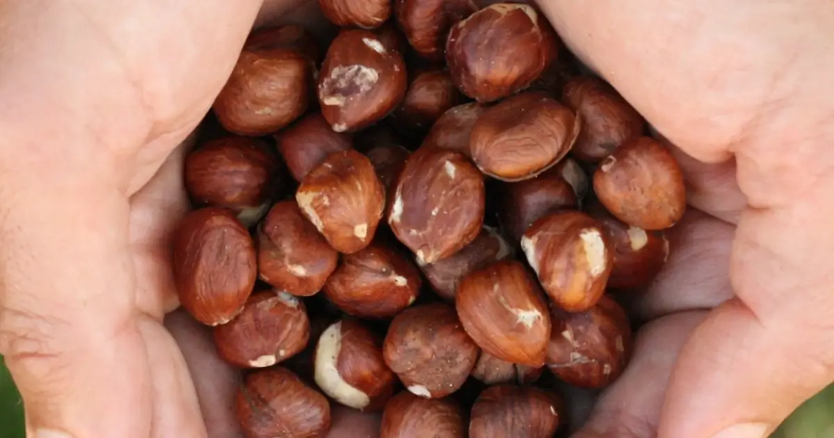 Eating Hazelnuts Every Day? Doctors Reveal What It May Do to Your Body