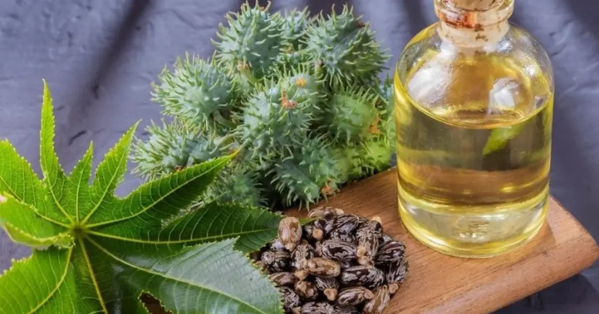 Castor Oil Is Getting Attention - Here Are 7 Potential Benefits to Consider