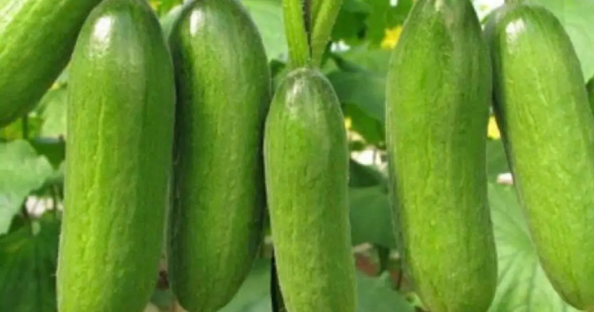 4 Groups of People Who Should Avoid Eating Cucumbers, According to Health Experts