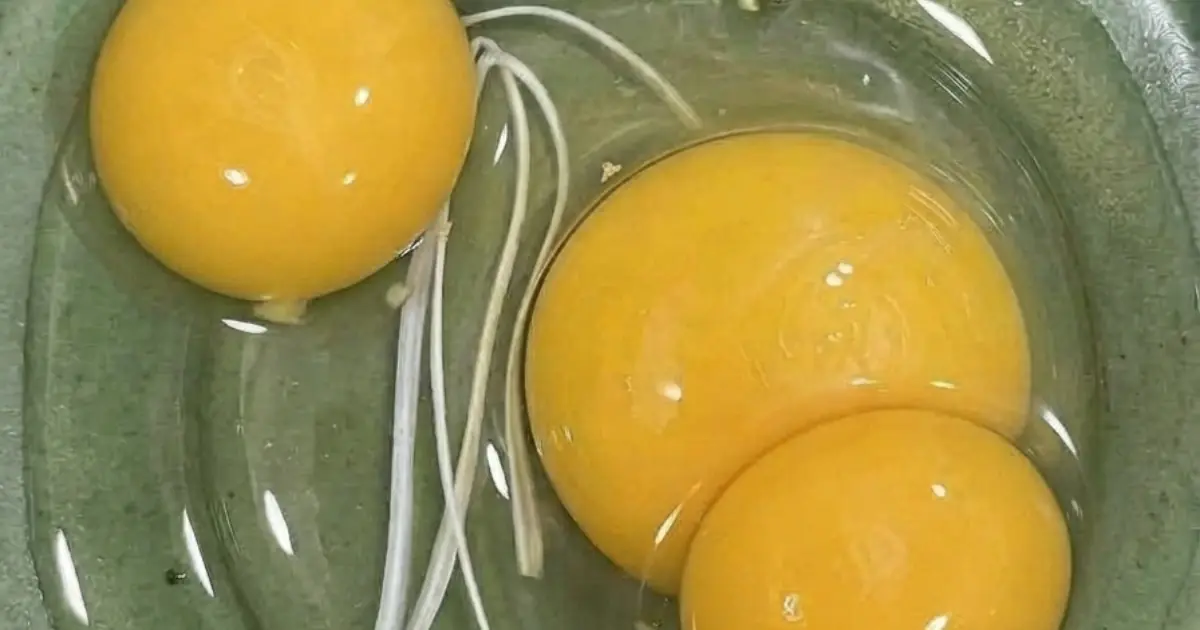 I Thought the White String in My Egg Was Something Dangerous — The Truth Was Nothing Like I Expected