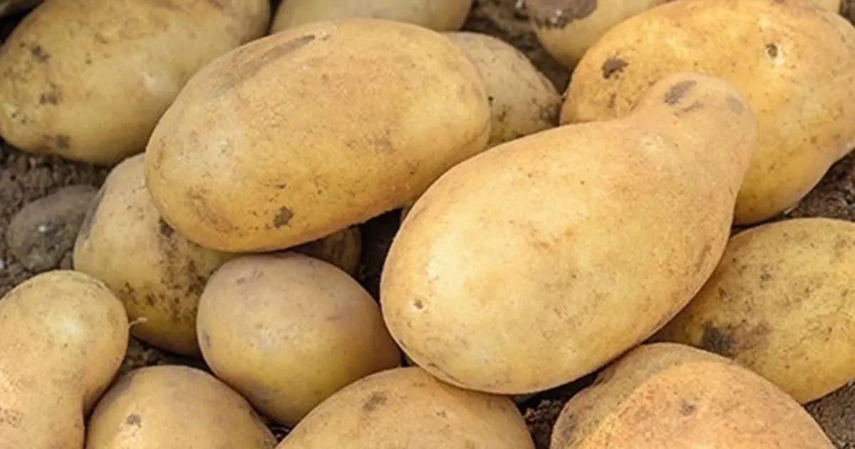 Doctors reveal that eating potatoes causes… See more…