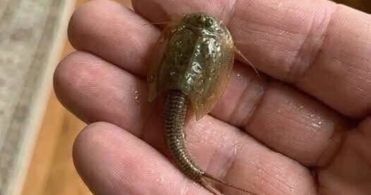 I Had No Idea What This Was When I Found It in a Flooded Ditch - Do You Know?