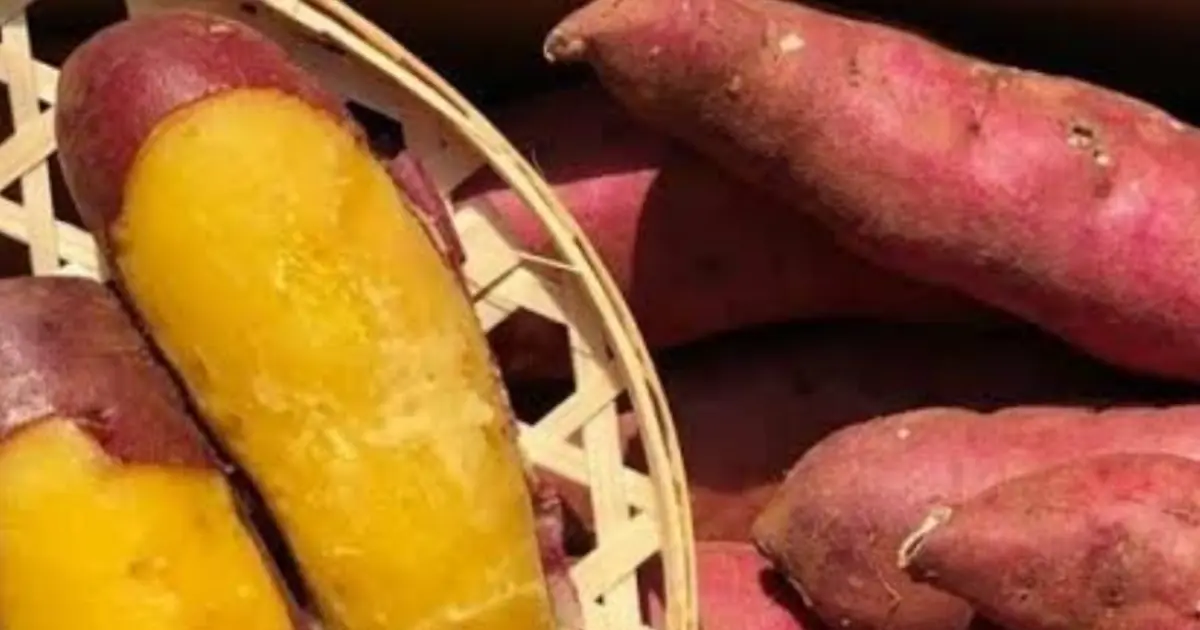 Japan Is Taking Notice of This Traditional Food That Vietnamese People Have Enjoyed for Generations