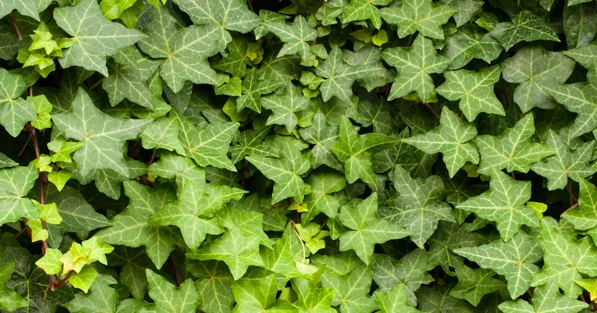 Snakes Showing Up Around Your Home? These 5 Plants Could Be Part of the Reason