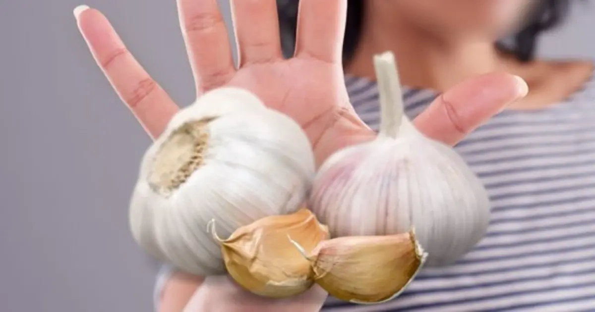 The Potential Benefits of Garlic for Immune Support and Bacterial Defense