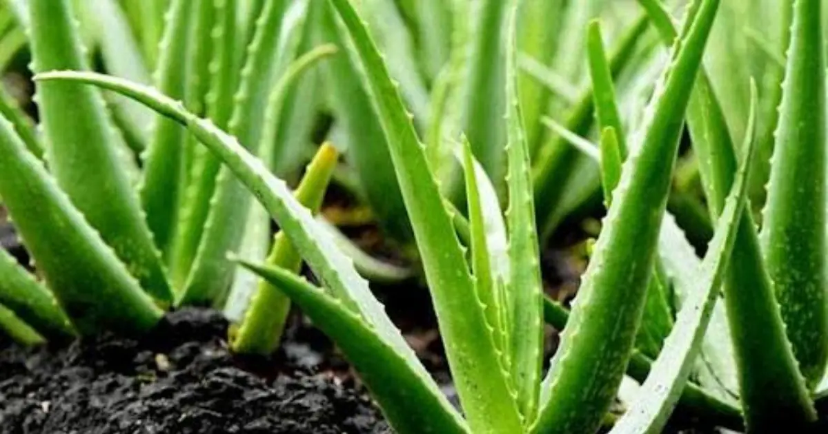 Aloe Vera May Offer Several Health Benefits - Here’s What You Should Know