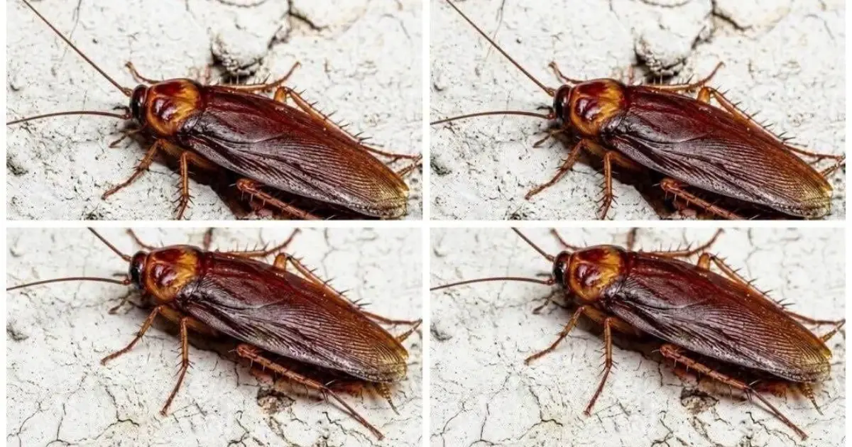 Did you know that if cockroaches come to your home, it's a sign that... see more