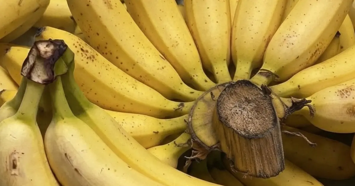 If You’re Over 70, Think Twice Before Eating Bananas Every Day. Here’s What Doctors Want You to Know