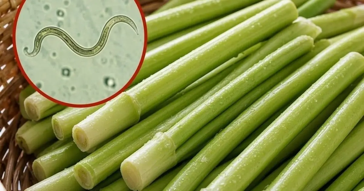 The Vegetable Most Likely To Carry Parasites Is Also One Many People Love Eating Raw