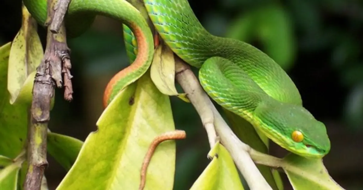 A Snake Crawled Into Your House? Here’s What You Can Do to Get It Out Safely