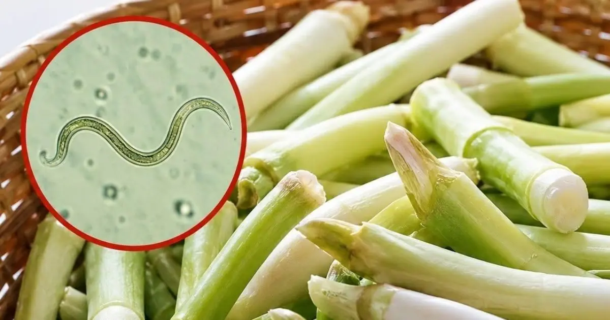 One of the Most Common Vegetables Linked to Parasite Risks When Eaten Raw