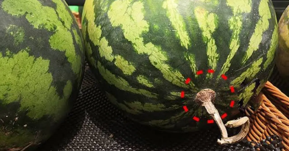 Want a Sweet, Juicy Watermelon? Look for These Simple Signs