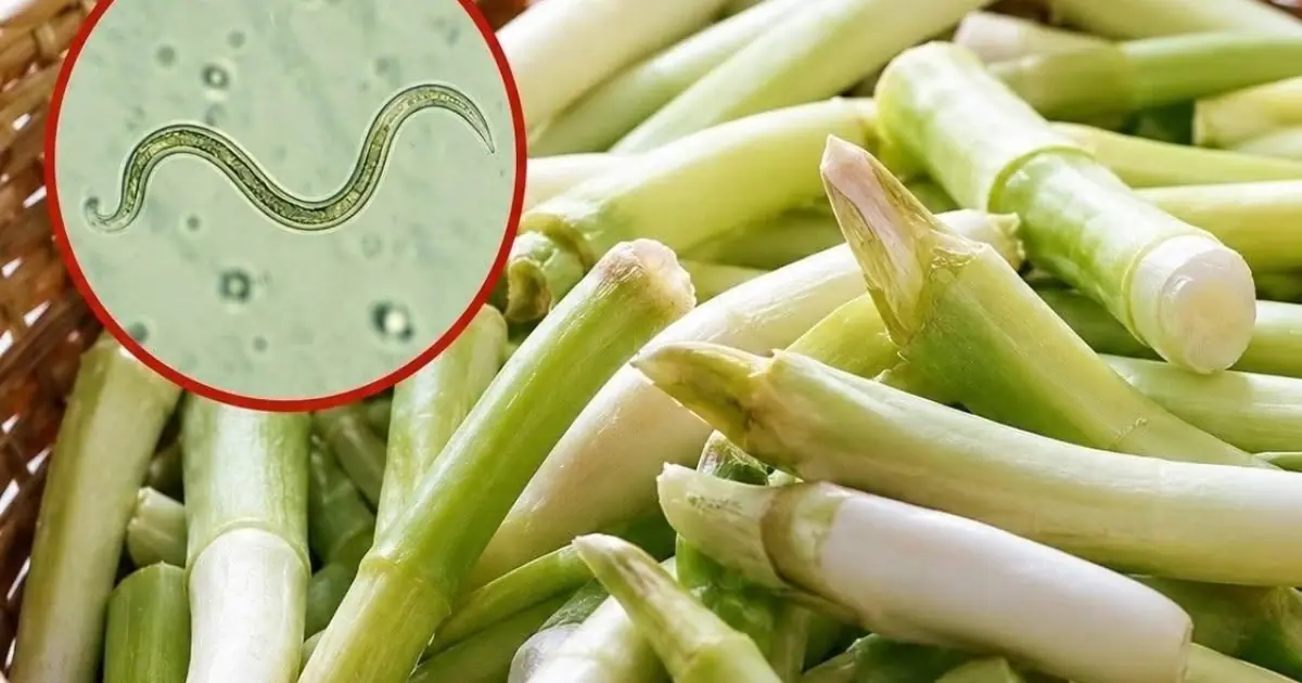 The Vegetable Most Likely To Carry Parasites Is Also One Many People Love Eating Raw 👇