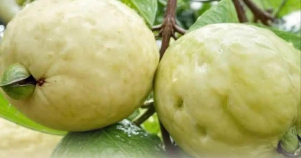 The Sweet Fruit That May Help Keep Blood Sugar in Check
