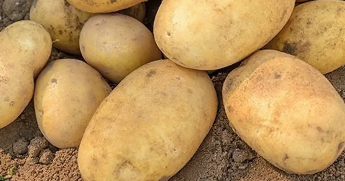 Doctors reveal that eating potatoes causes… See more…