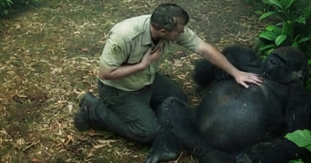 He Was Getting His Favorite Belly Rubs When His Caretaker Suddenly Went Down — The Gorilla’s Reaction Was Unforgettable