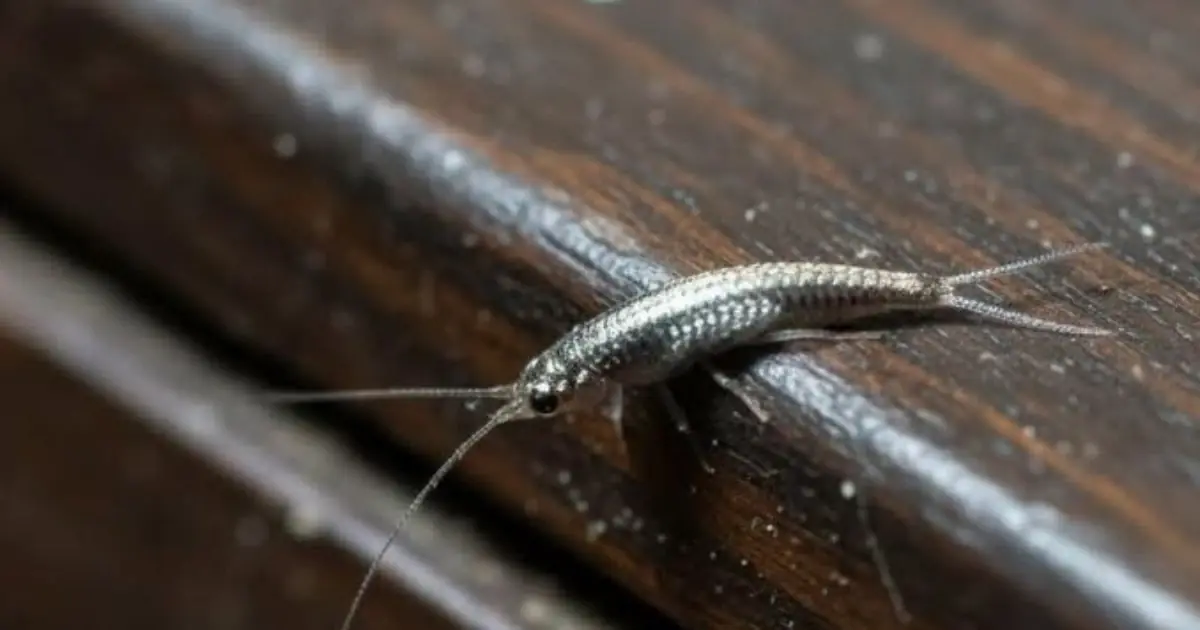If You Find This Insect in Your Home, Here’s What It Means
