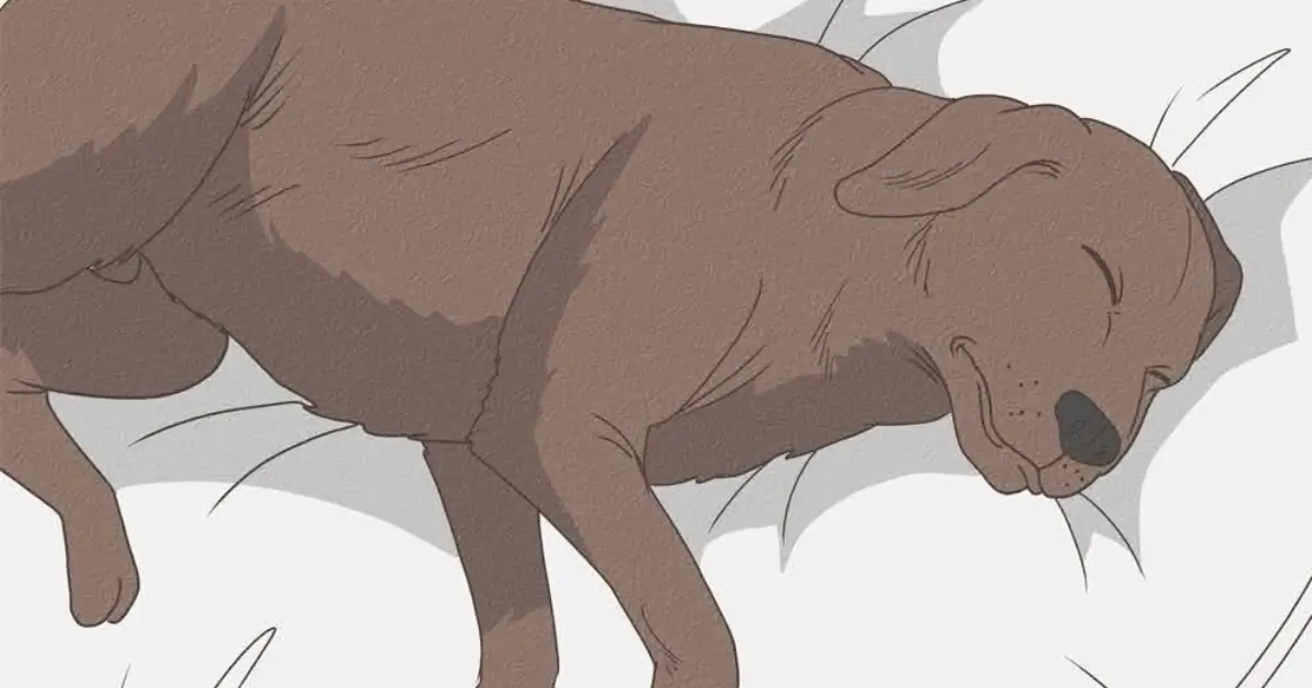 Warning Signs a Dog May Be Nearing the End of Life