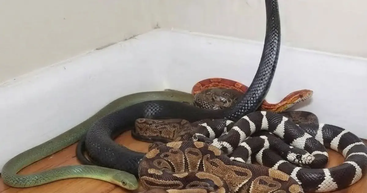 8 Scents People Say Snakes Hate—and What Actually Helps Keep Them Away