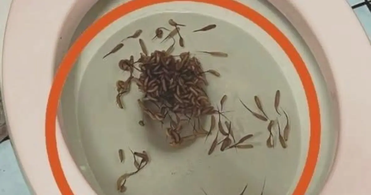I notice these things appearing in my toilet after heavy rain - any idea what they could be?