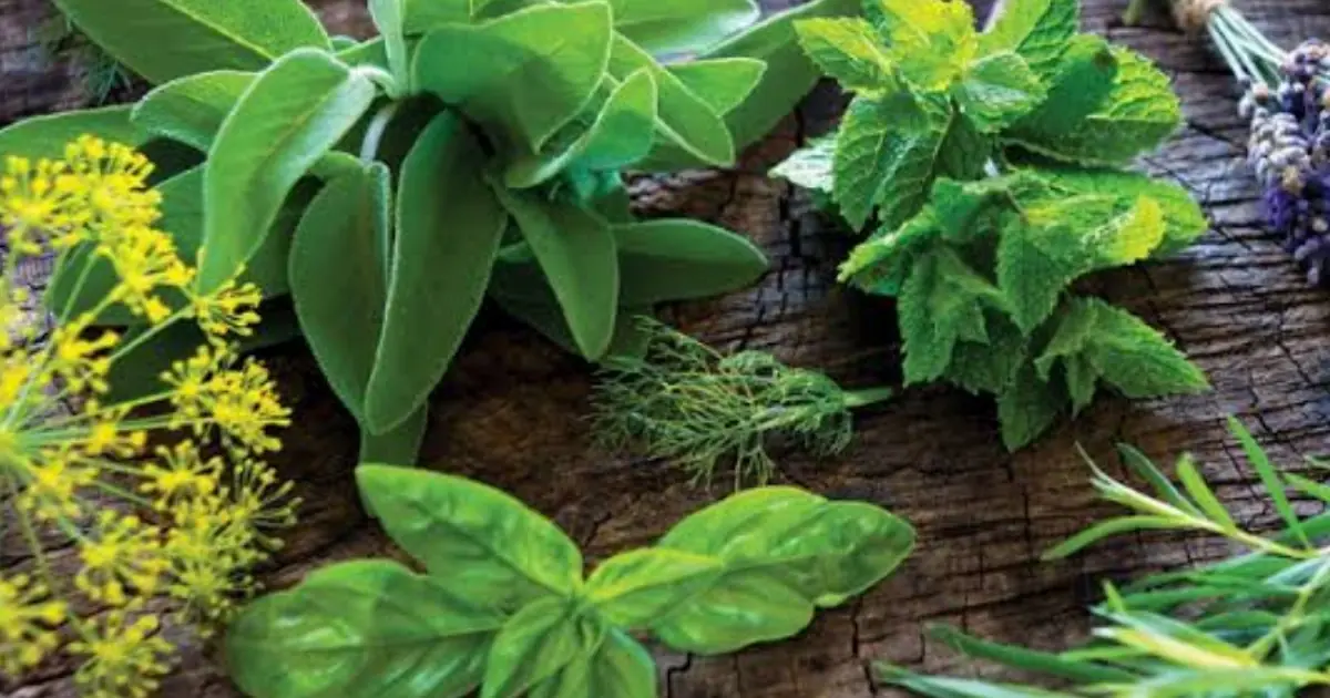Keep Unwanted Pests Away Naturally: 9 Plants Worth Growing Around Your Home