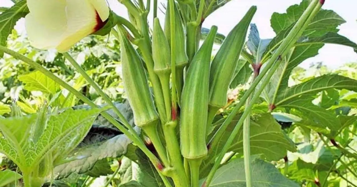 20 Things About Okra That Could Change the Way You Look at This Vegetable