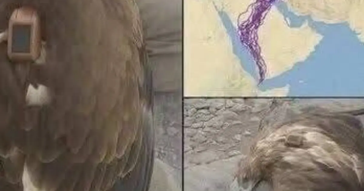For 20 years, an eagle equipped with GPS puzzled scientists: reco....See below