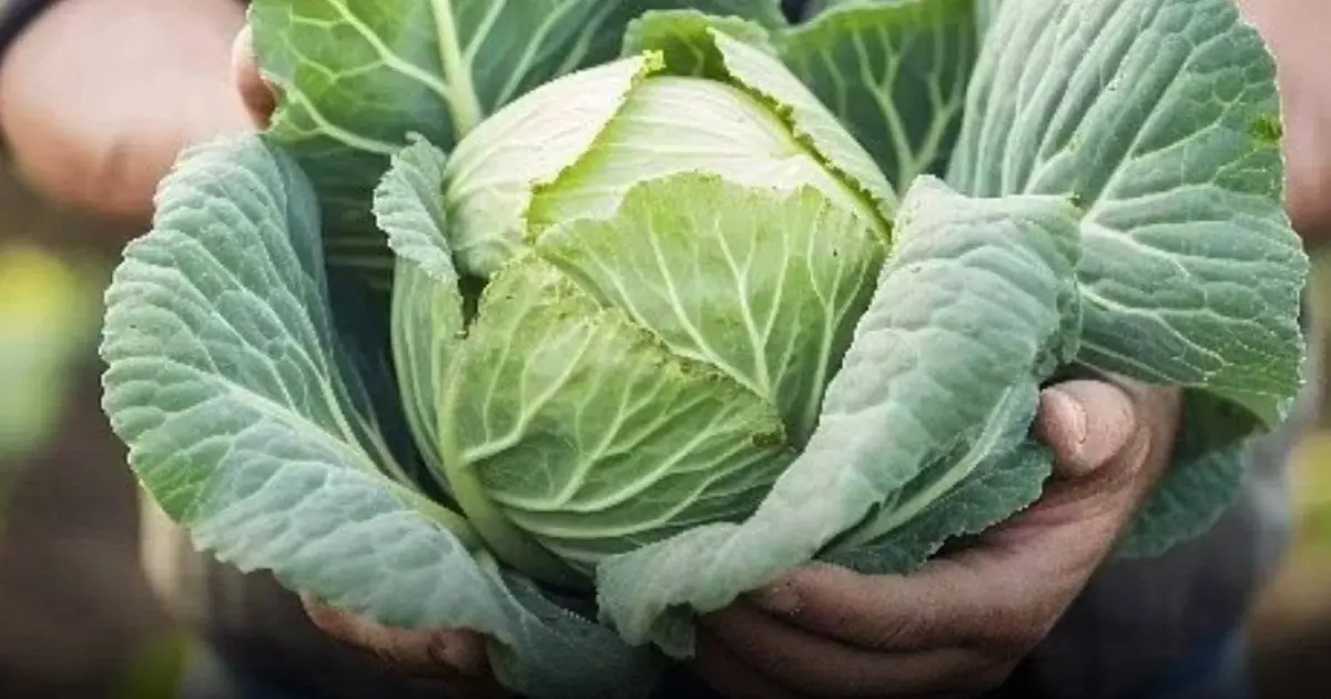 Most People Can Enjoy Cabbage Safely But These 4 Individuals May Need to Be Cautious