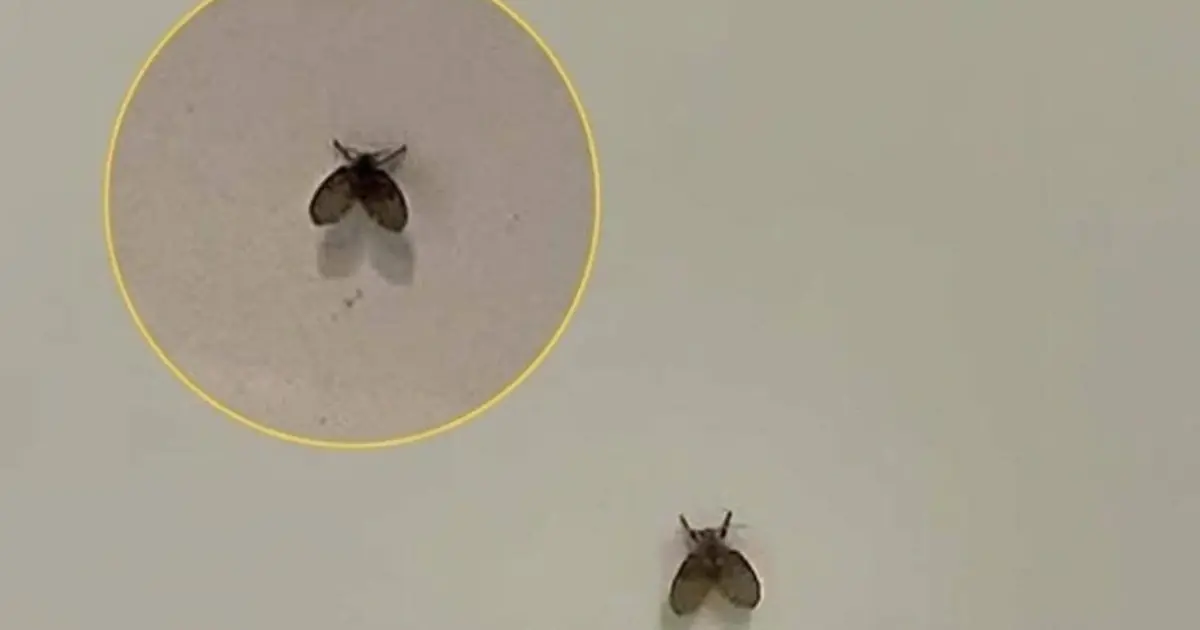 If These Tiny Bathroom Insects Appear, Your Home May Be Sending a Warning