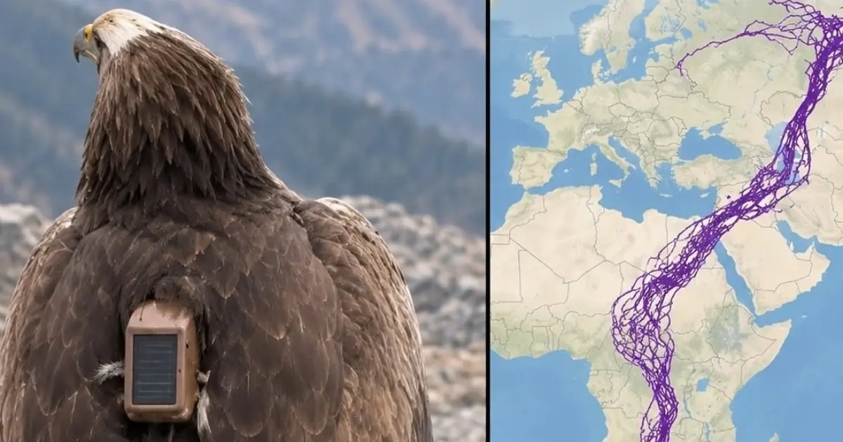 For 20 years, an eagle equipped with GPS puzzled scientists: reco....See below