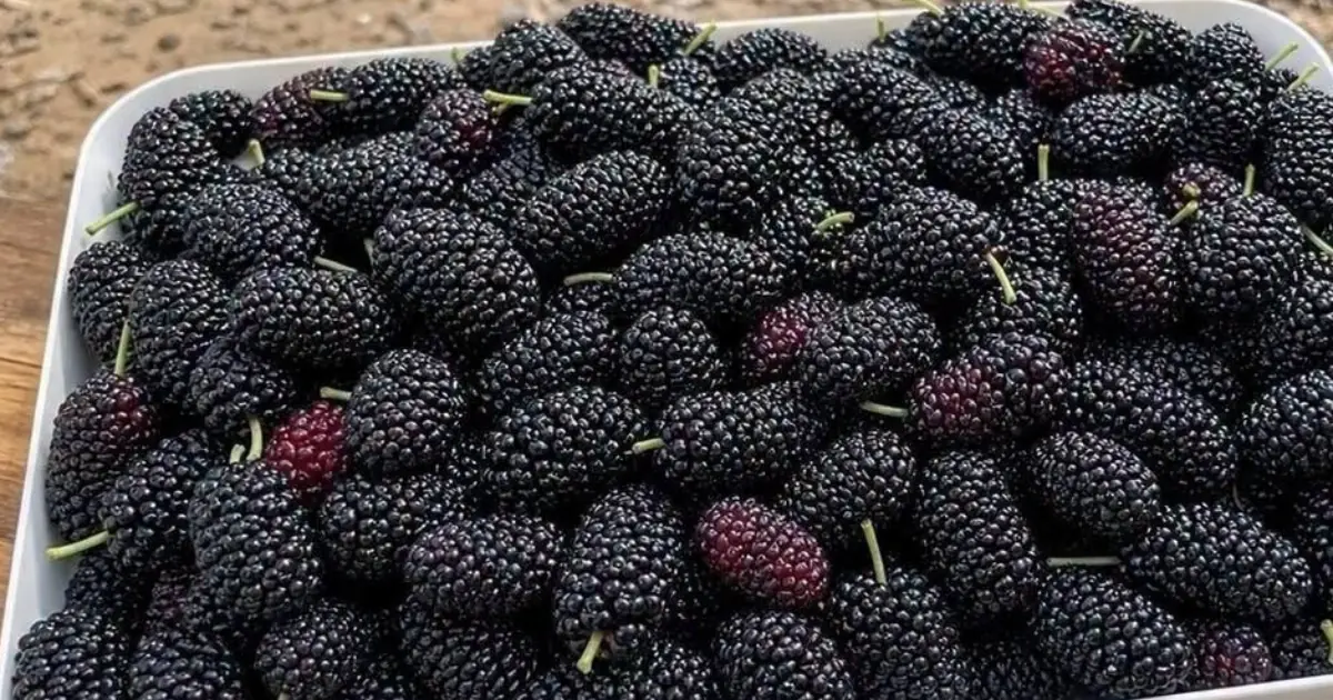 Have you ever tried it? Do you know what it's called? This rare seasonal fruit...