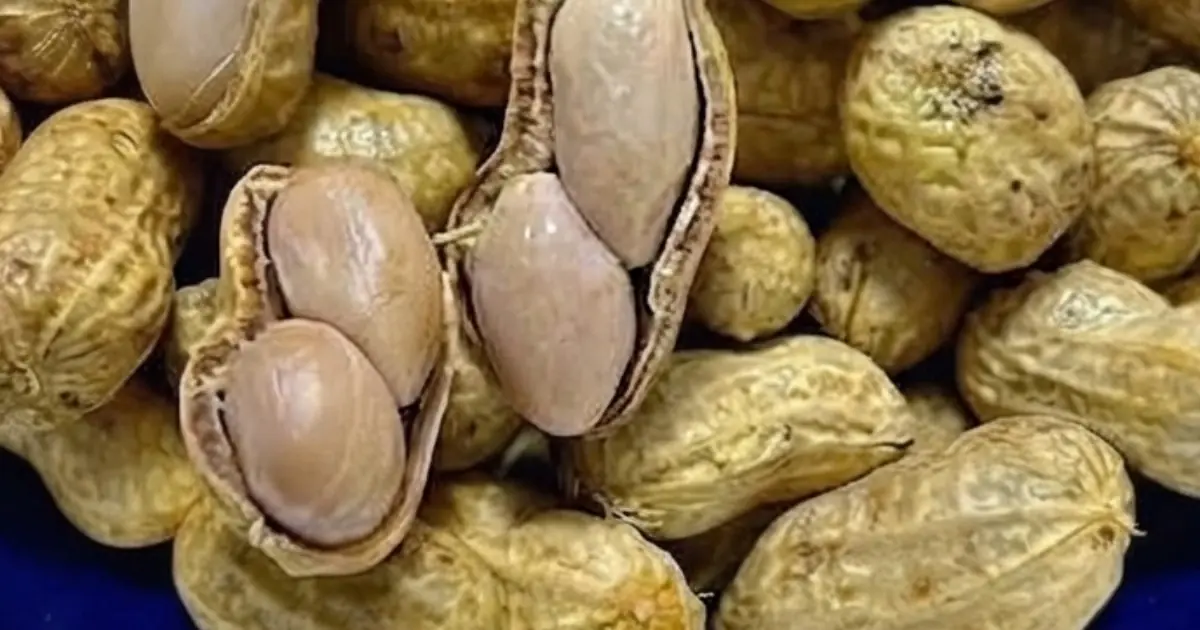 Doctors Explain What Eating Peanuts May Do to Your Body — The Answer May Surprise You