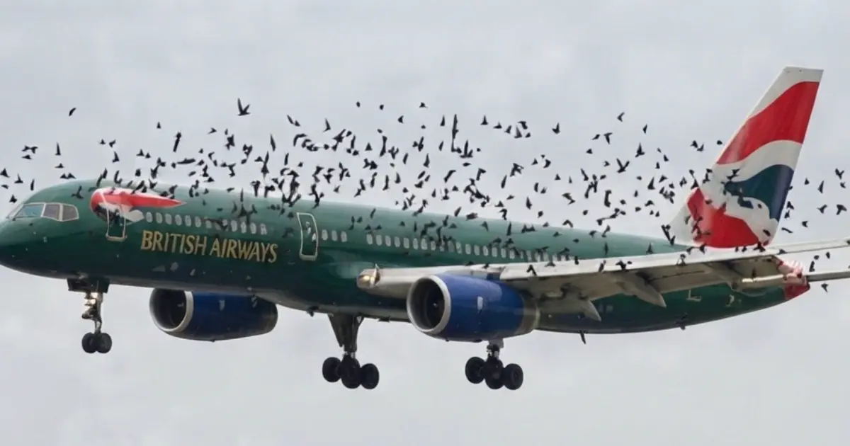 He Couldn’t Understand Why the Birds Kept Returning to Him… Then One Moment Made the Pilot Break Down in Tears